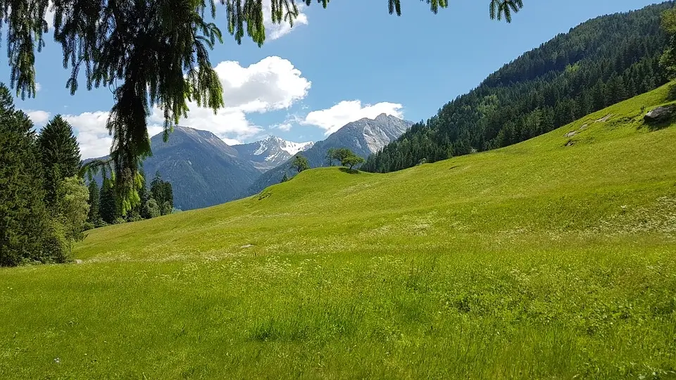 Wiese bei Almwiesenbestattung