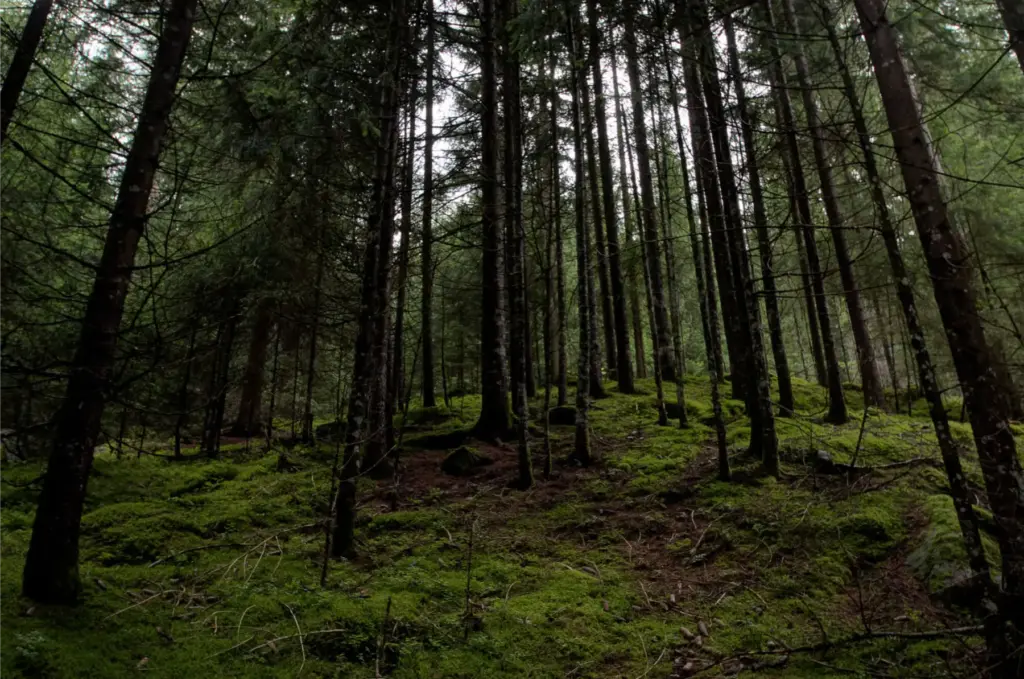 Waldbild bei Waldbestattung